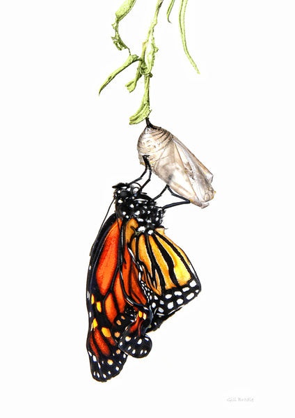 Born Again - Macandmor