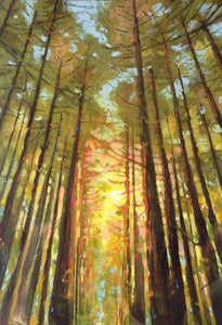 Redwoods Sun - Macandmor